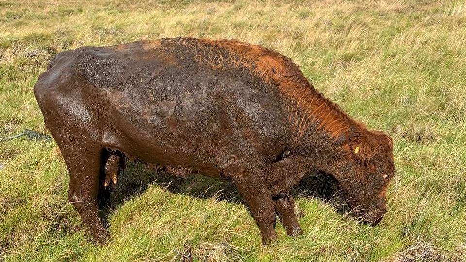 The cow, which has rusty red hair, stands after being rescued. Its body is covered in mud.
