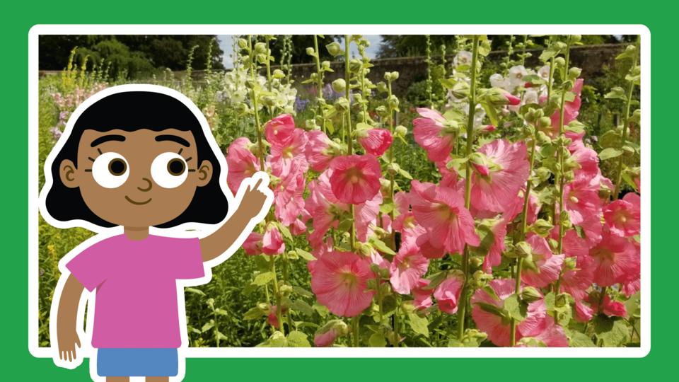 Pink wildflowers growing in a sunny garden with a cartoon girl pointing to them in the foreground.