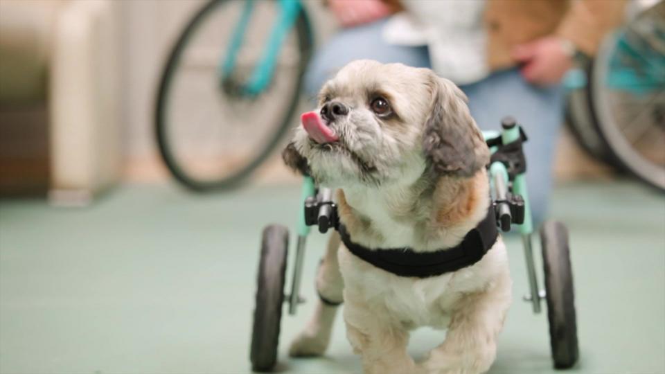 Frankie the Shih Tzu has just been fitted with some new tech