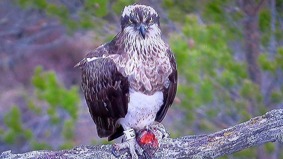 EJ at Loch Garten