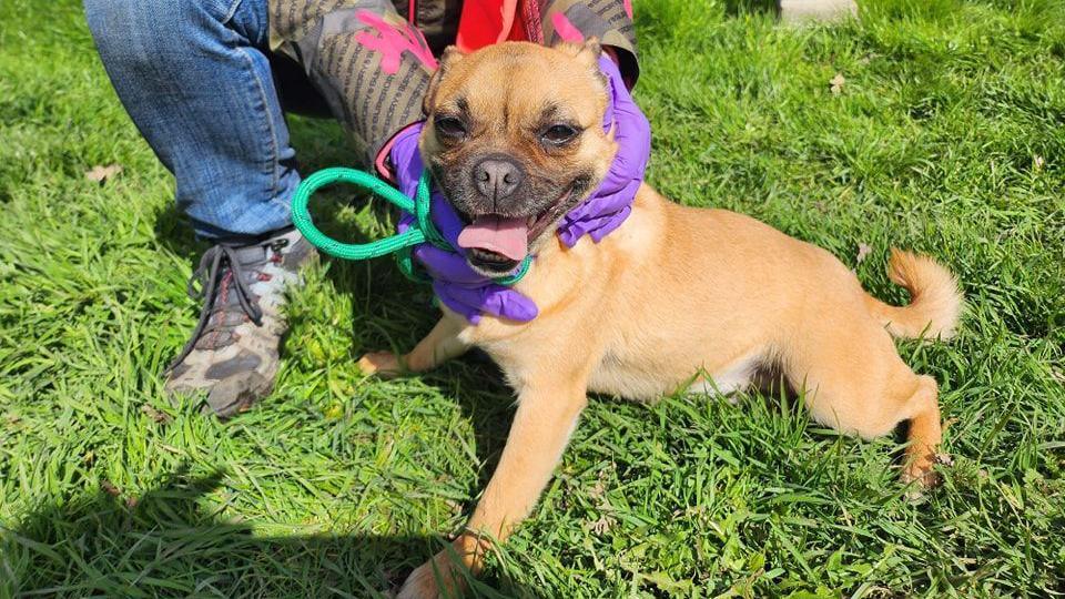 A smiling dog being stroked by someone who is kneeling down 