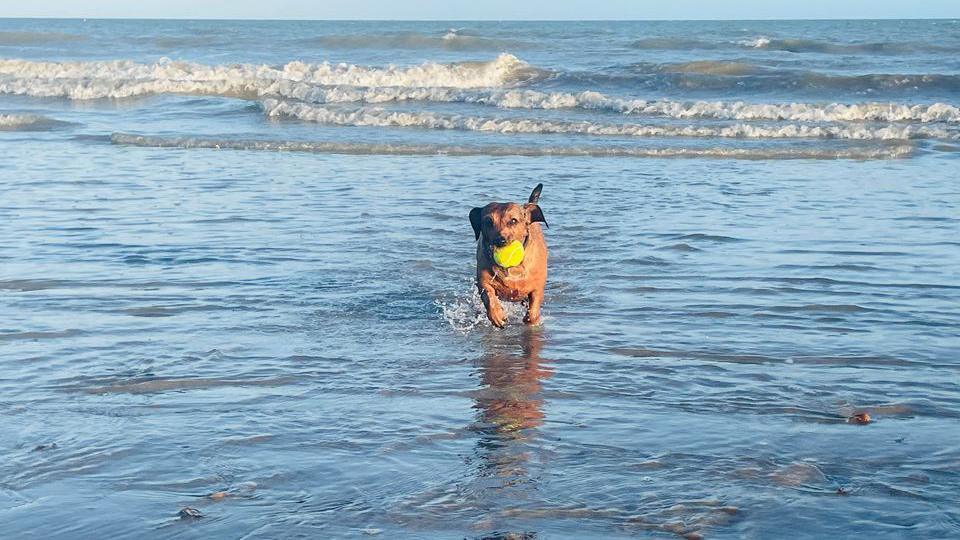 Squidge the dog running back from the sea with a ball in his mouth.