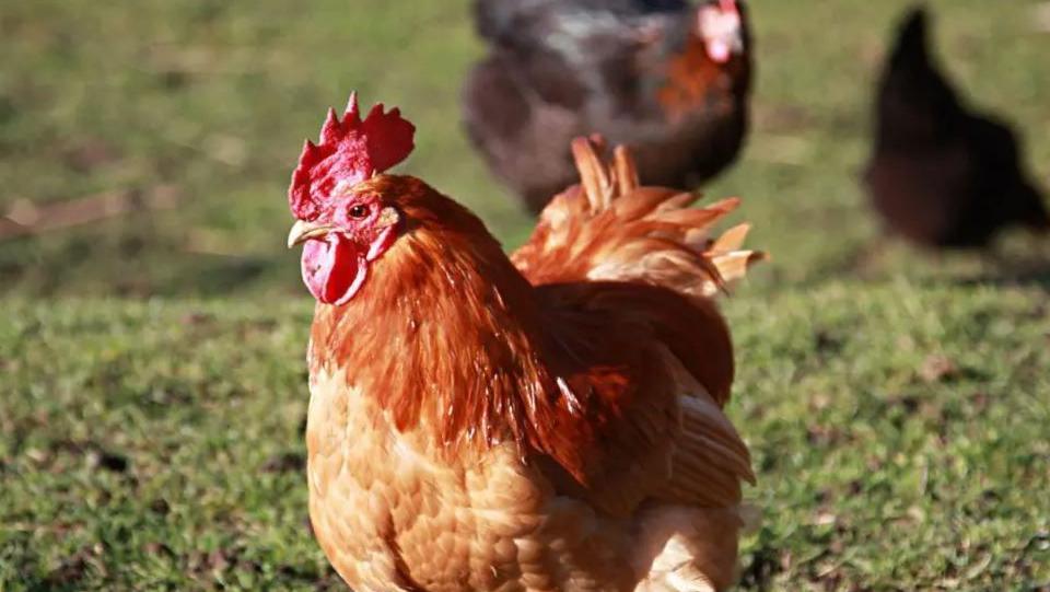 A hen with orange feathers on a patch of grass, with two dark brown hens in the background.