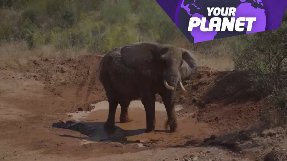 Elephant plays in mud