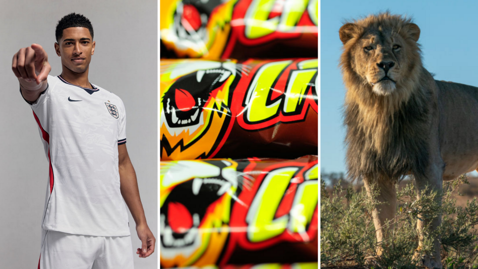 Montage: Jude Bellingham in a white England football kit, Close up of three Lion chocolate bars, A lion standing on vegetation looking out into the distance