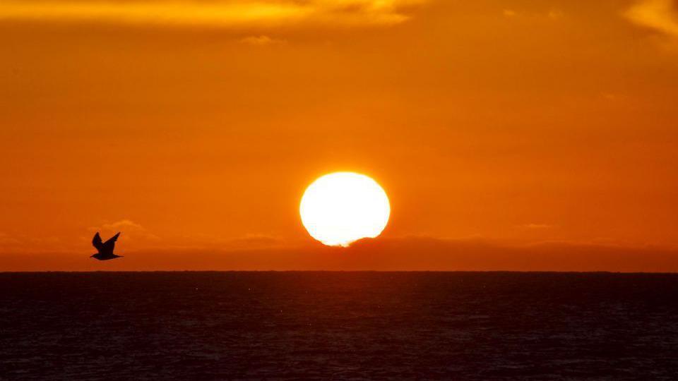 Seagull flying over the horizon with the sun directly above the ocean