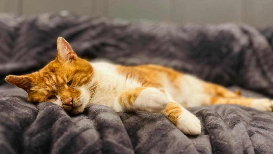 Babes the cat has ginger and white fur. He looks close to falling asleep, lying on a grey blanket.