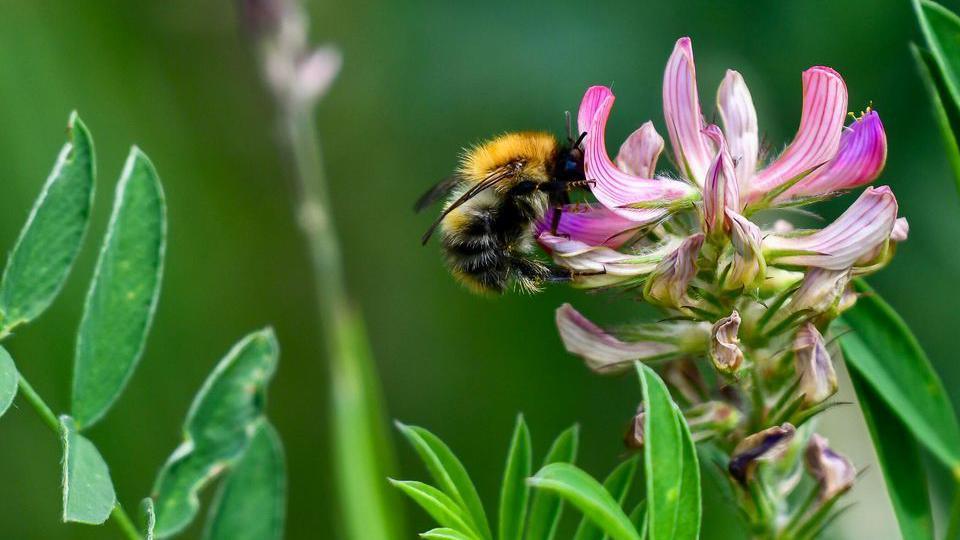 A bee on a flower 