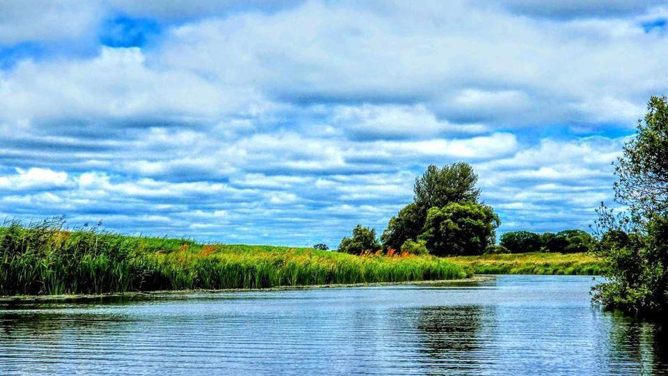 A river surrounded by long grass, a tree in the distance. and blue skies and white clouds 