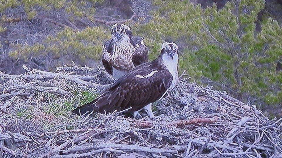 Ospreys EJ and Odin