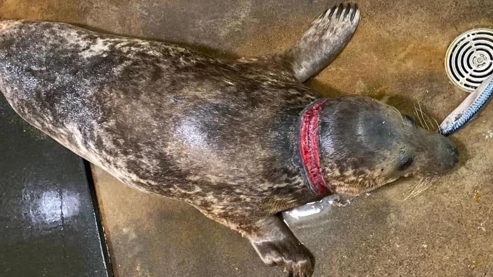 Deep wound around seal's neck