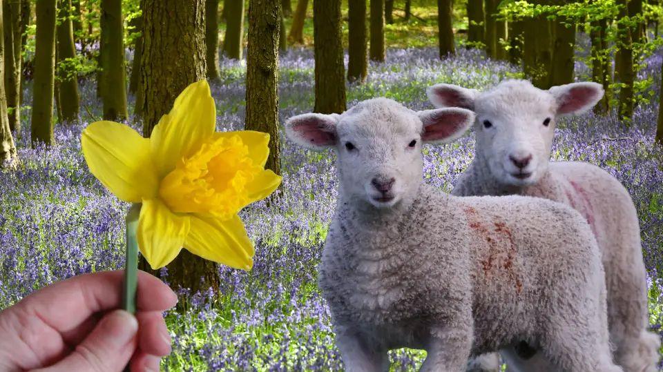 Two lambs are shown in a forest behind a hand holding a daffodil.