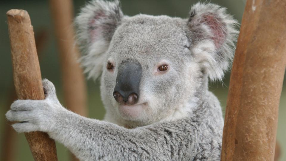 Koala