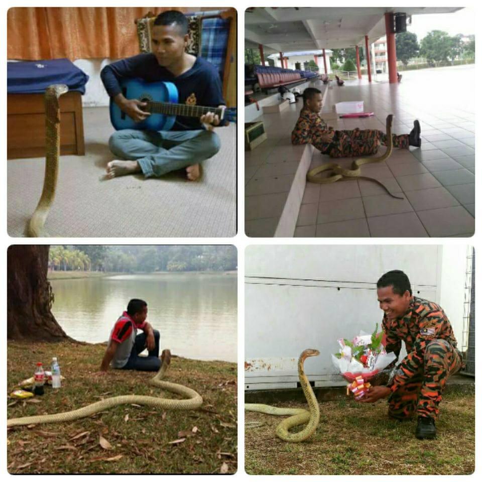 Abu Zarif Husin with his pet snake in various locations