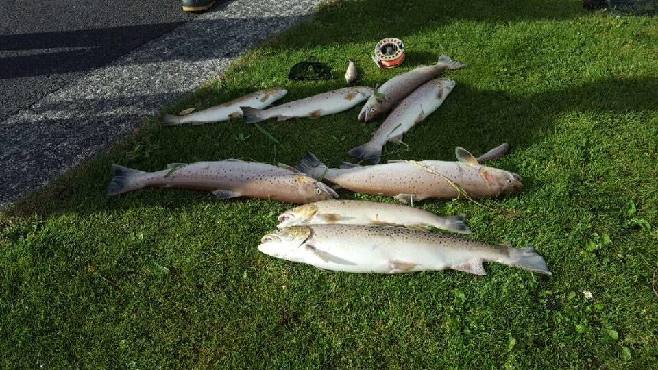 Dead fish at Carrigs River