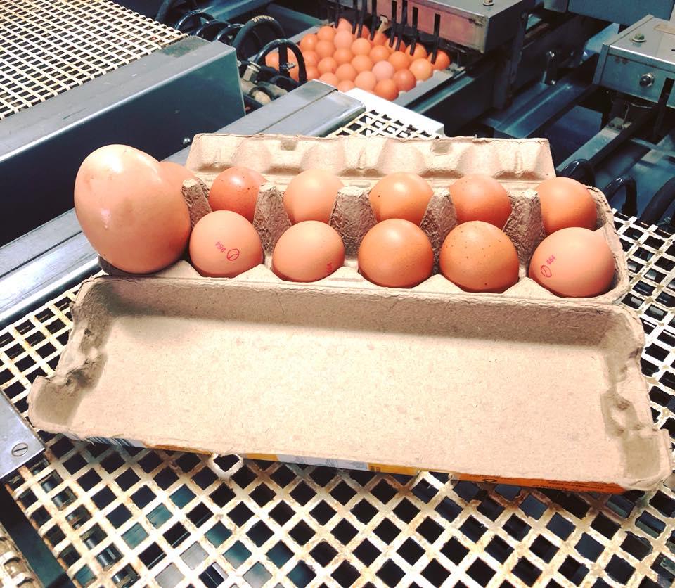 The egg in a box alongside other eggs