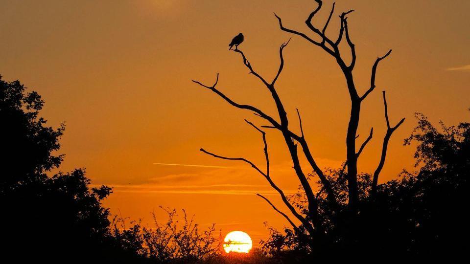 The sun setting. a bird on a tree about the sun.