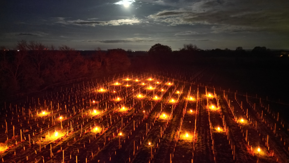 Aerial shot of vineyard with hundreds of candles placed around it