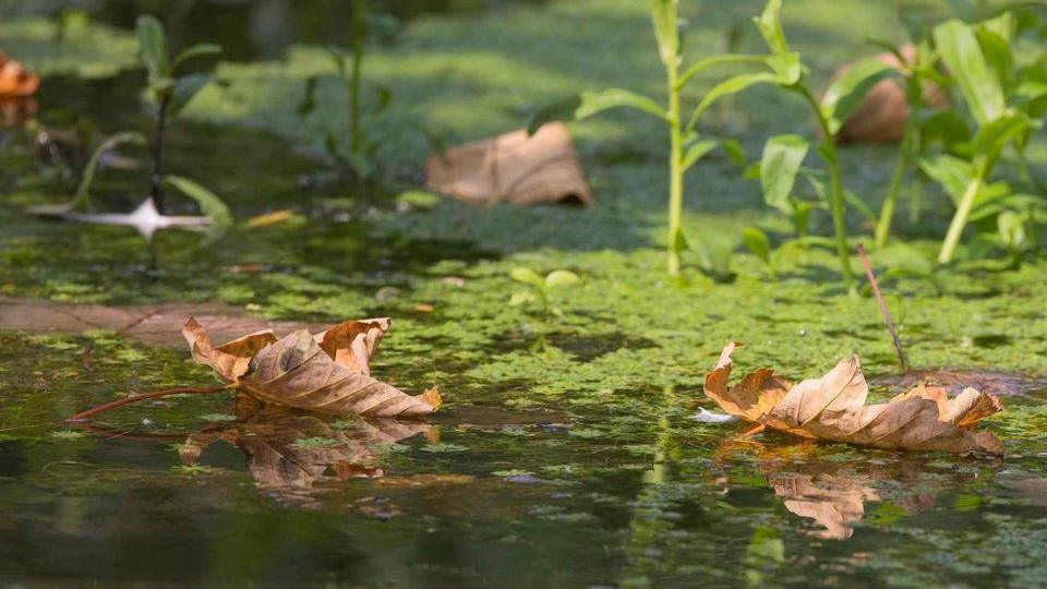 Leaves and moss sitting on the top of a river.