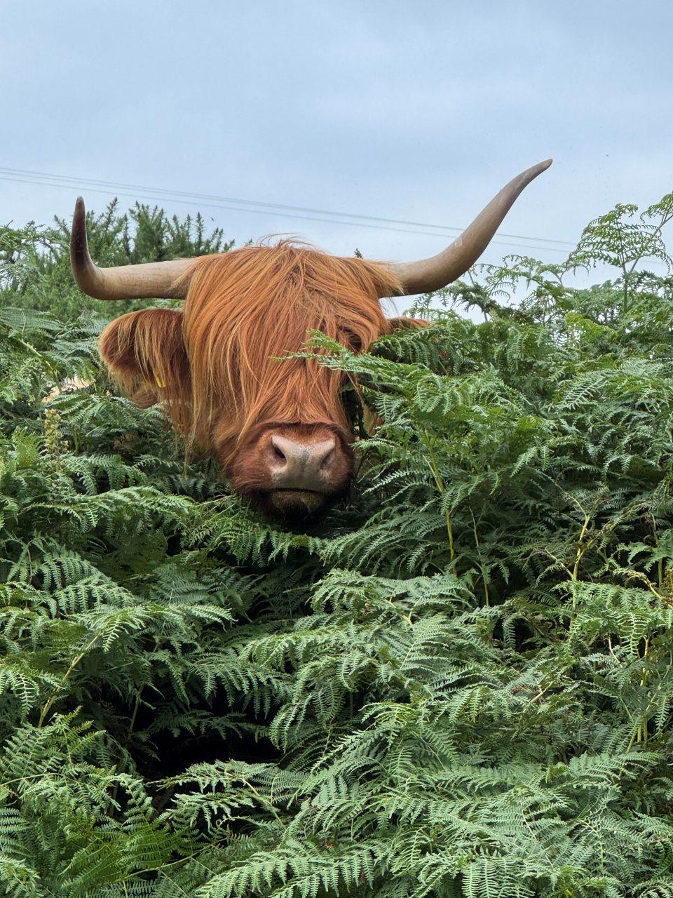 A Highland cow peeks through ferns