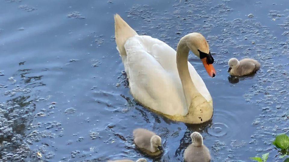 The father swan with his remaining cygnets in the water