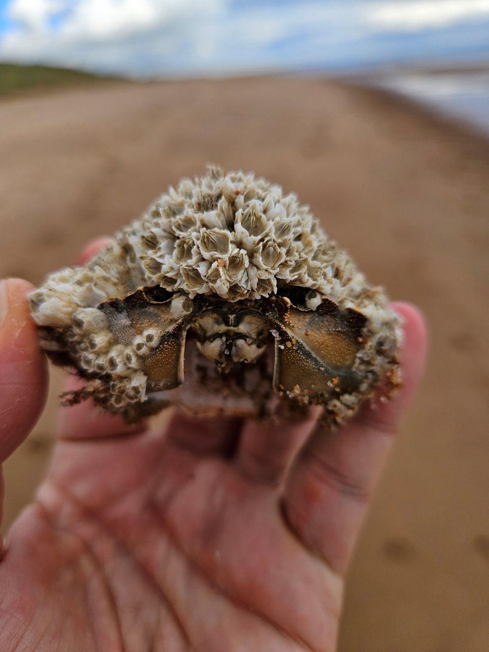 Balmedie Beach crab