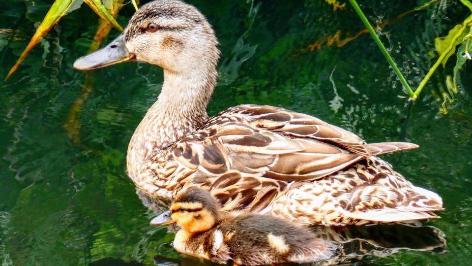 A duck and a duckling 