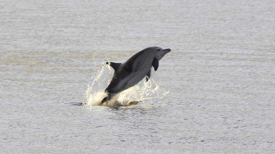 A dolphin jumping out of the ocean 