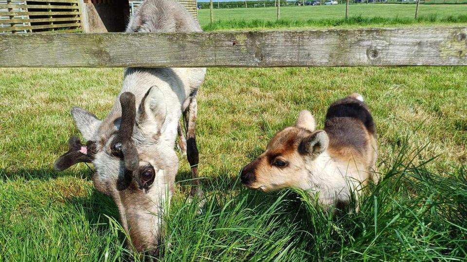 Reindeer Anna with her calf