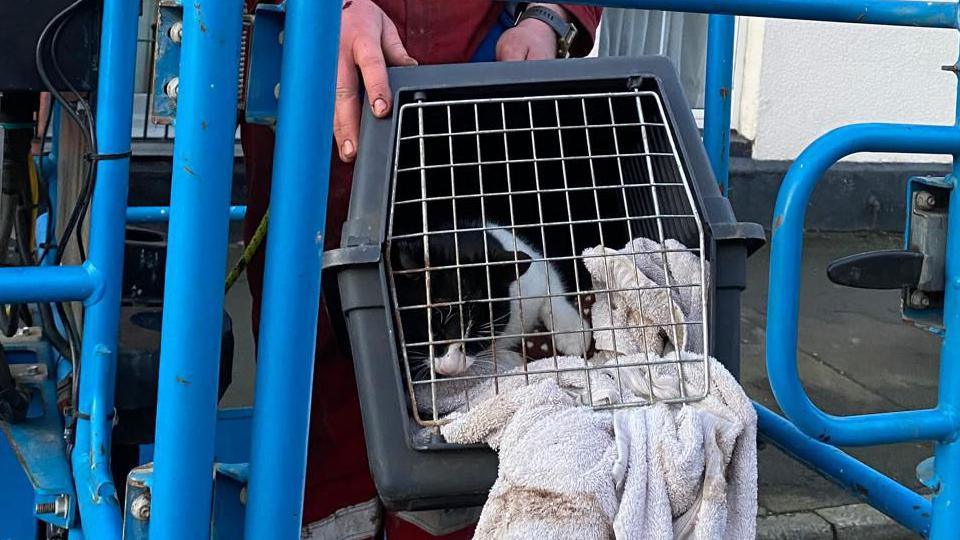 A black and white cat peers out of a cat crate after it is brought down from a roof. There is a towel half in the crate and the cat is peering down to the ground.