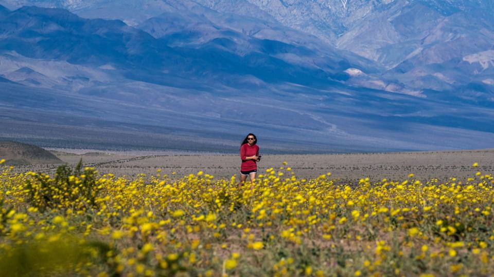 A woman is surrounded by flowers in the Death Valley.