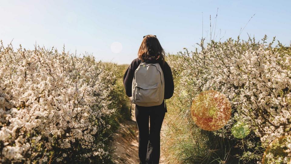 The back of a woman walking along a path surrounded by blooming shrubs either side in the spring sun.