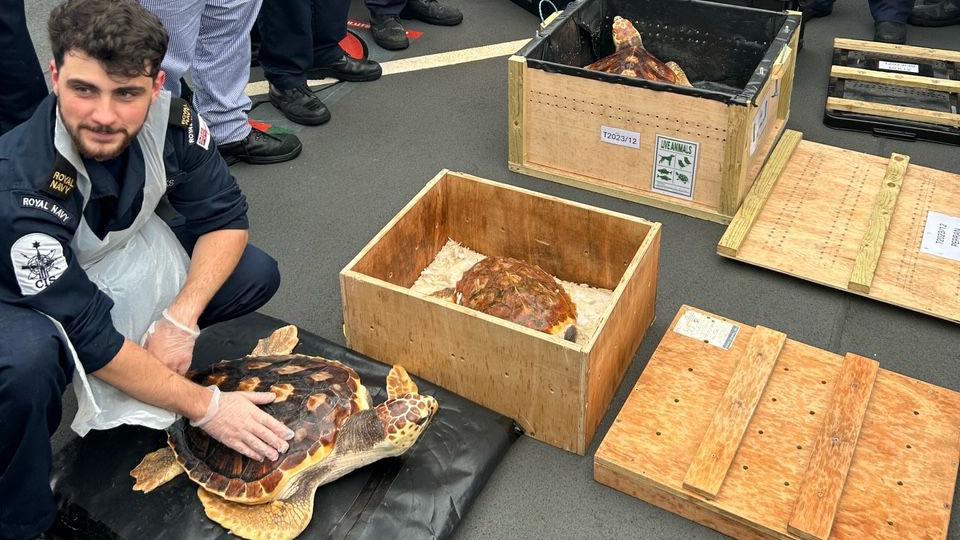 A man with his hand on the shell of a turtle, there are two other turtles in wooden boxes 