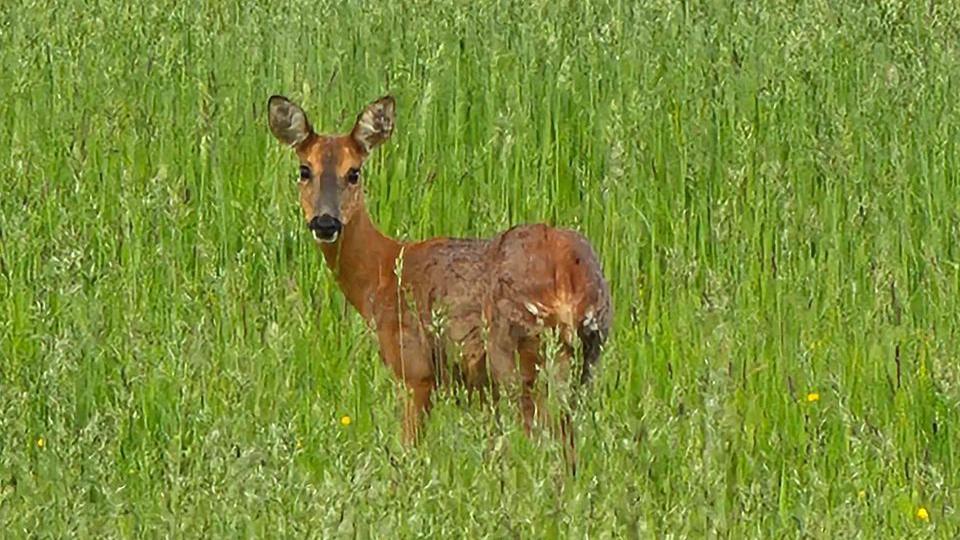 A roe deer in a field 