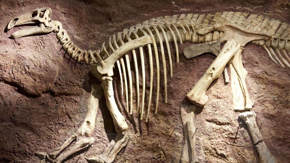 A complete fossil skeleton in the Dinosaur Isle visitor tourist attraction exhibition of an Iguanadon, a plant eating dinosaur with pointed thumbs.