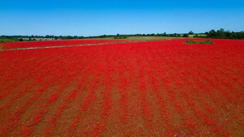 Field of poppies with a small patch of green foliage in a circle shape to the right, and green fields beyond under a bright blue sky. 