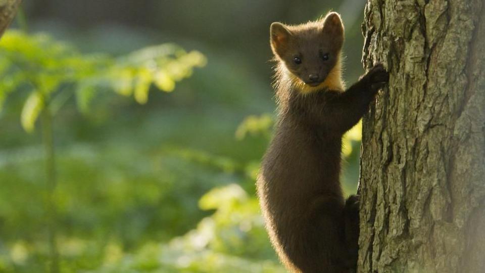 A pine marten on the side of a tree trunk. It is small and brown and is looking into the camera. Plants can be seen out of focus behind the tree.