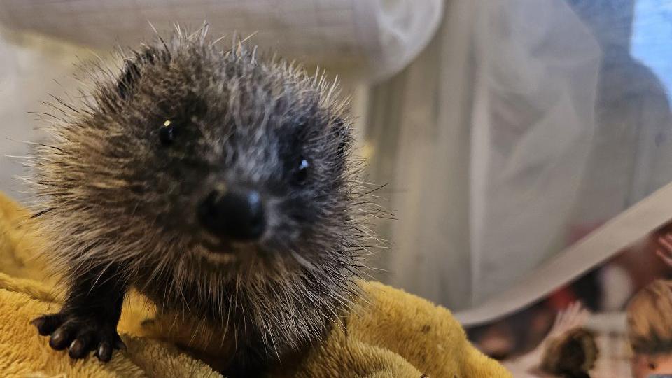 A baby hedgehog crawls across a yellow blanket