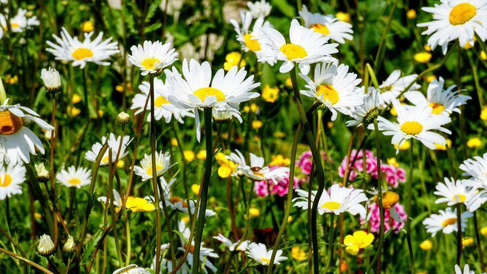 A close up of dozens of daisies 