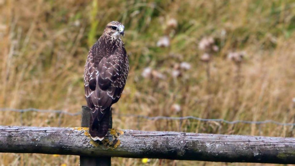 A common buzzard perching on a wooden beam.