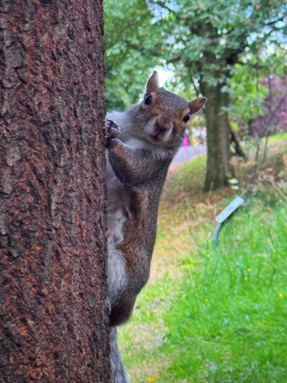 A squirrel clinging to a tree looks at the camera