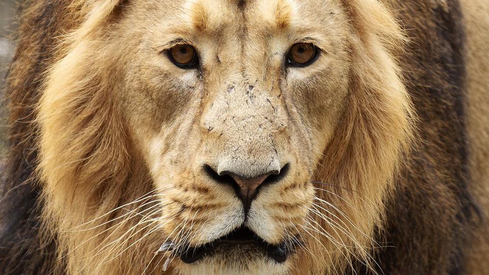 Kushanu, a five-year-old male Asian lion, facial close up