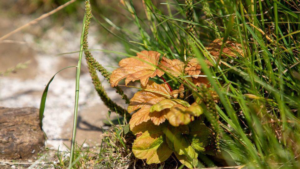 Shoots growing from the stump of the felled Sycamore Gap tree.