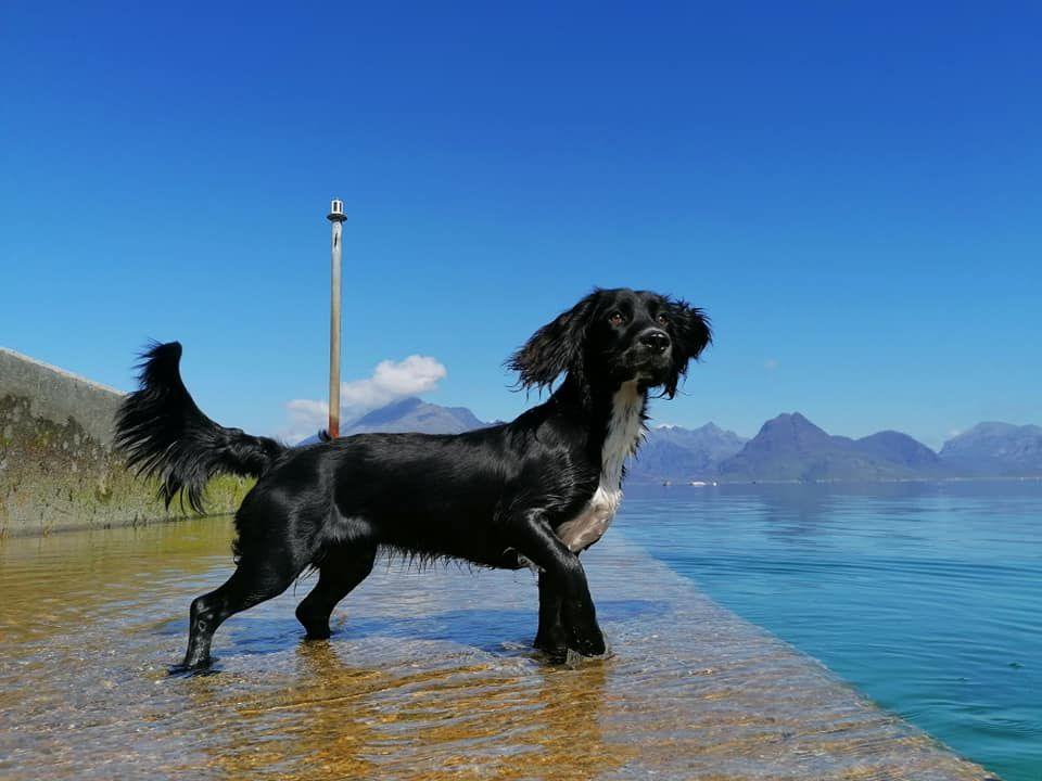 Black dog standing in shallow water