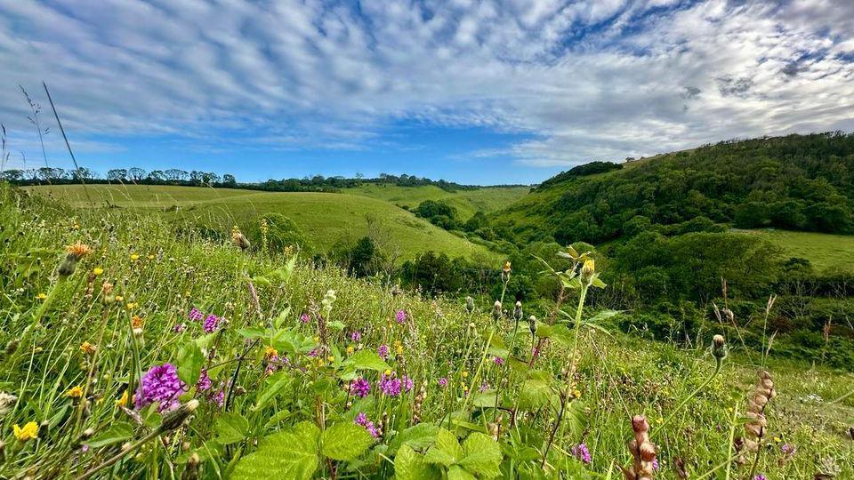 Flower in a wild-flower meadow on rolling hill, under a blue sky