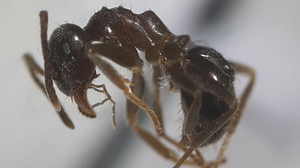 A brown-coloured ant, photograph taken through the lens of a microscope under high magnification.
