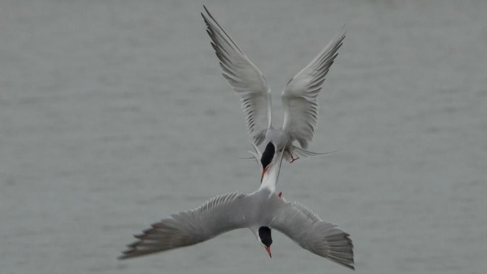 Two seagulls flying together 