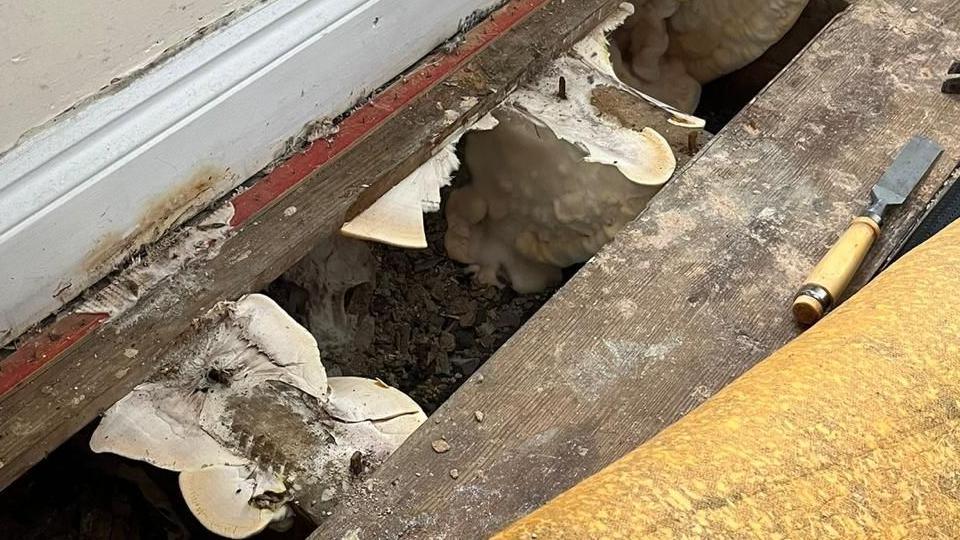 A carpet lifted up to reveal a missing floorboard with white marshmallow-like fungus growing underneath