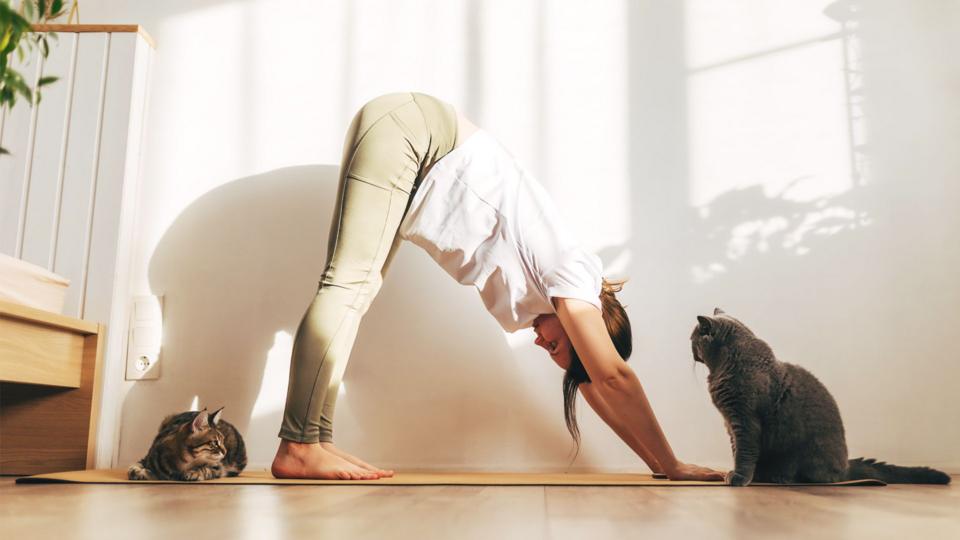 A woman practices yoga in her home, there are two house cats on the mats with her.