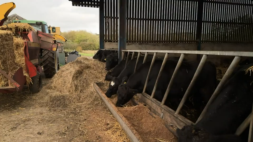 Cows eating in a farm enclosure on the right of the image and a tractor carrying haybales in the left of the frame.